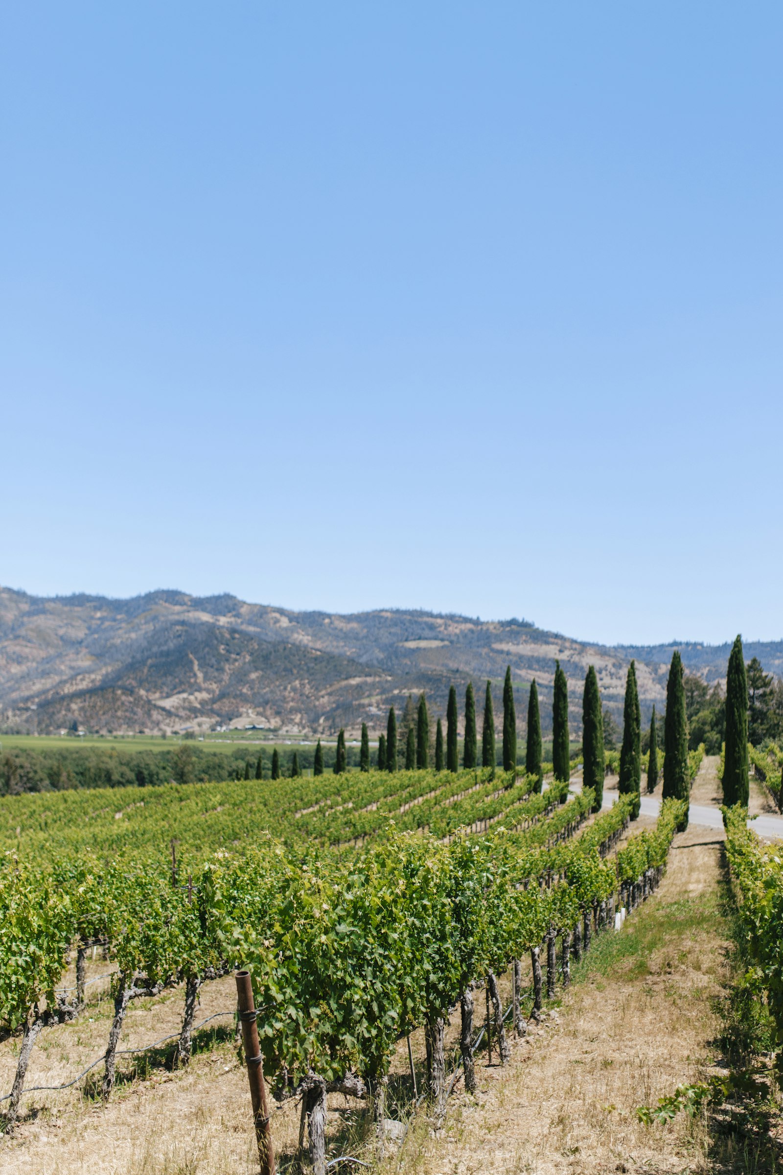 Rolling vineyards