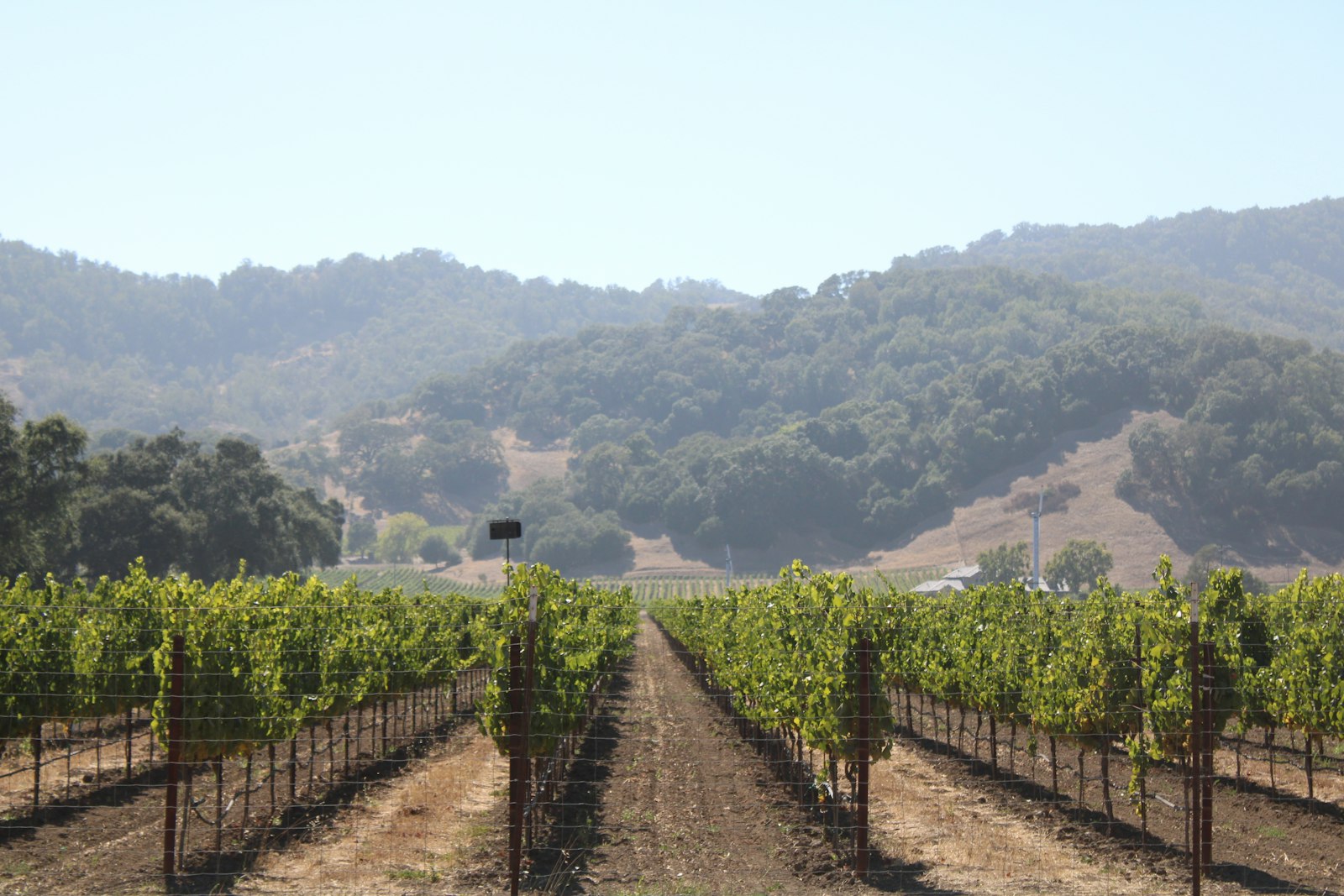 Wine country