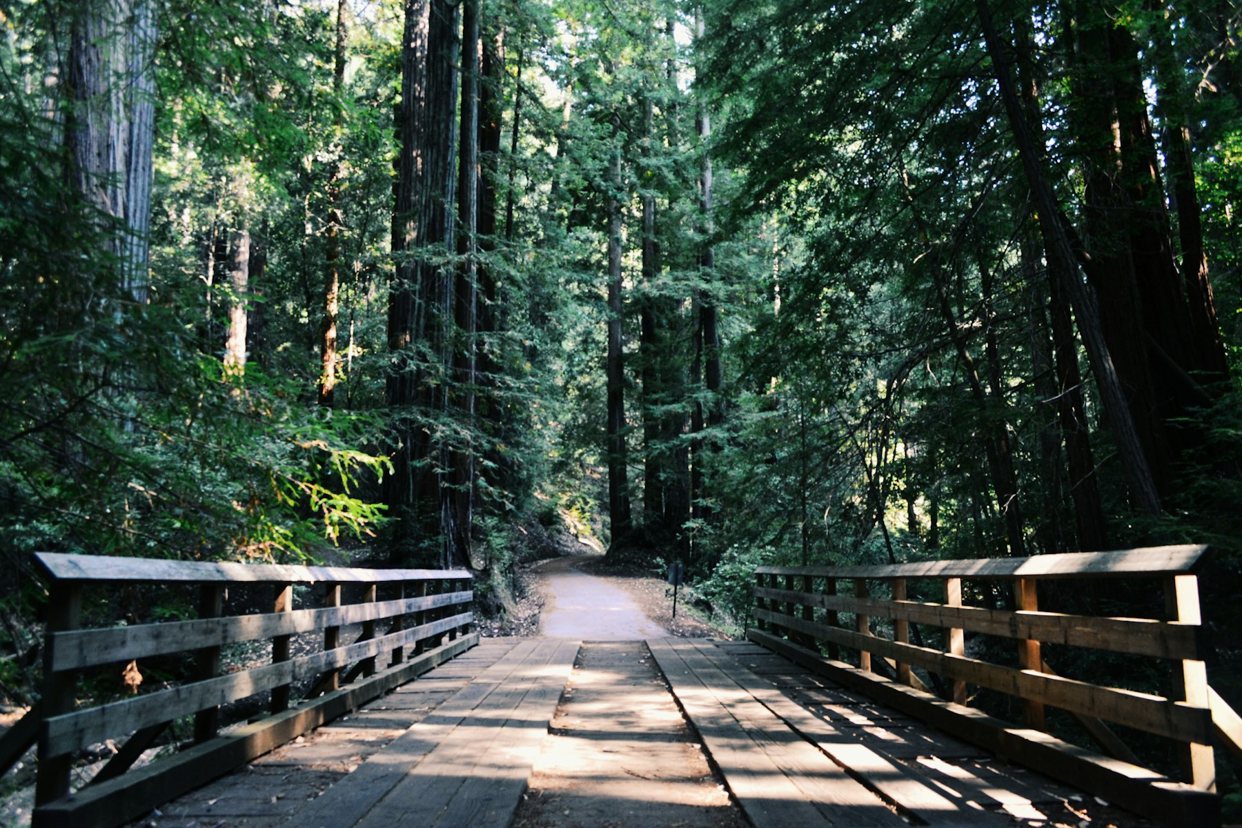 SF and Muir Woods Redwoods