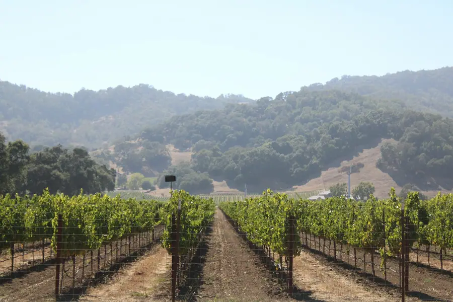 Napa Valley Wine Tour Guide: Best Time, Cost, and a Perfect Itinerary